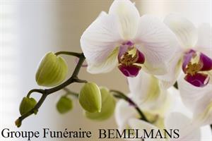 Photo 252365