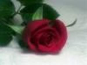 Photo 453044